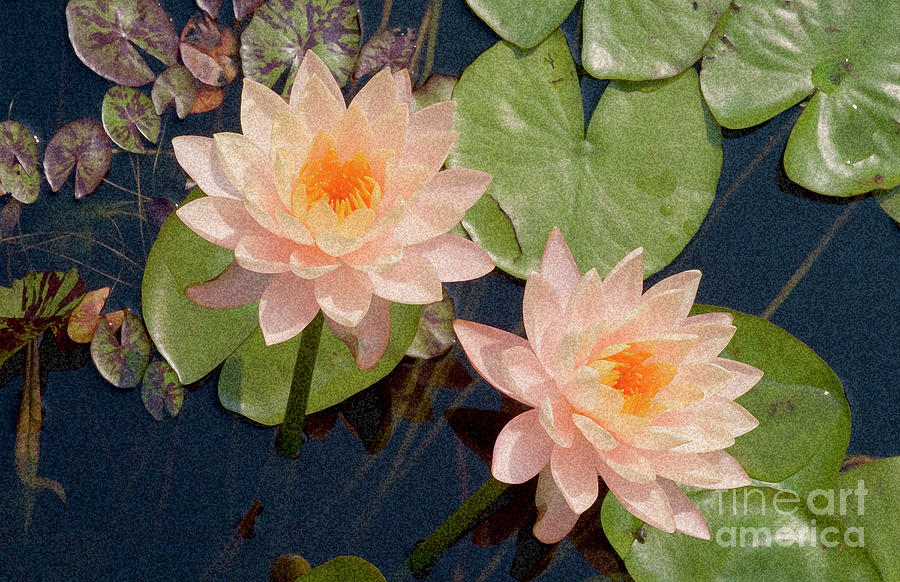 Water Lotus #1 Photograph by James Baron