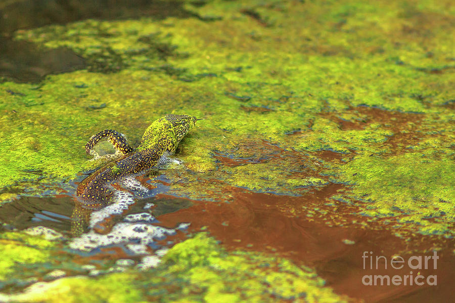 Water monitor lizard #1 Photograph by Benny Marty
