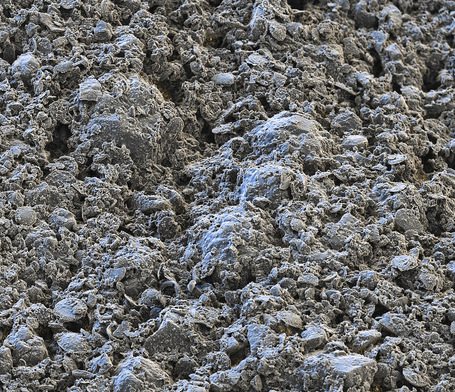 Water-resistant Plaster Sem #1 Photograph by Meckes/ottawa