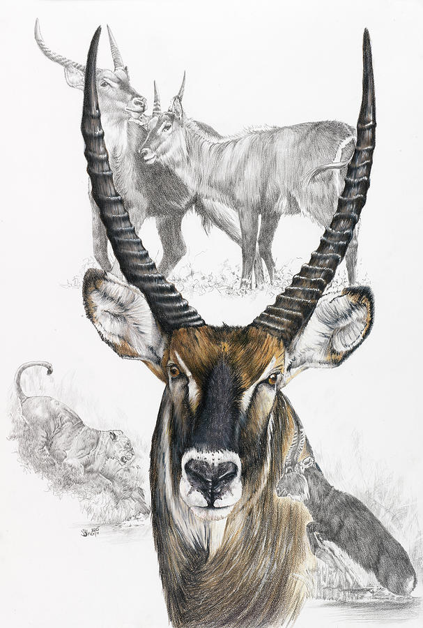 Antelope Painting - Waterbuck #1 by Barbara Keith