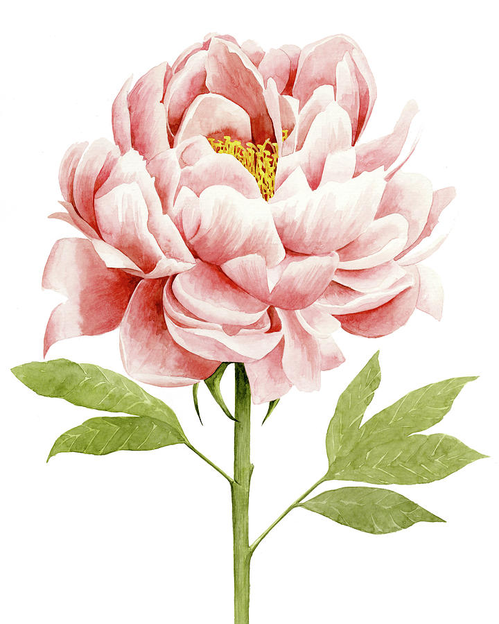 Watercolor Peony II #1 Painting by Grace Popp