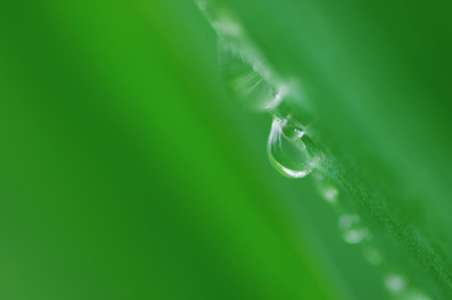 Waterdrops On A Leaf #1 Photograph by Martin Ruegner