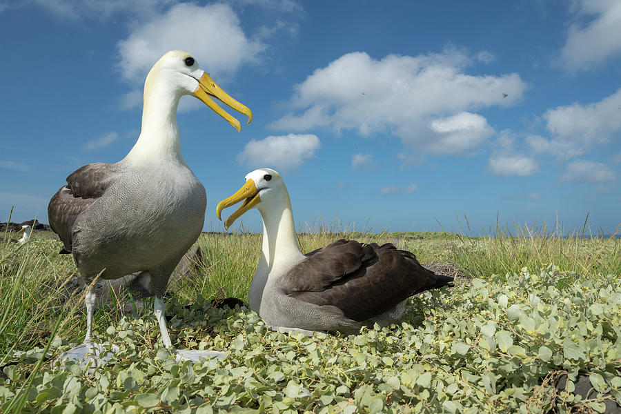 Waved Albatrosses Courting #1 Photograph by Tui De Roy