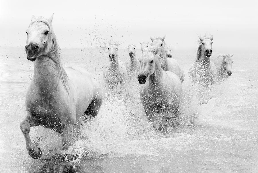 Animal Photograph - We Are Coming #1 by Marketa Zvelebil