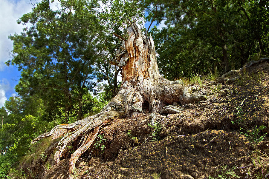 Weathered Tree Trunk #1 Photograph by Thomas Firak