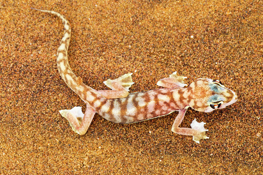 Web-footed Gecko Palmatogecko Rangei #1 Photograph by Nhpa