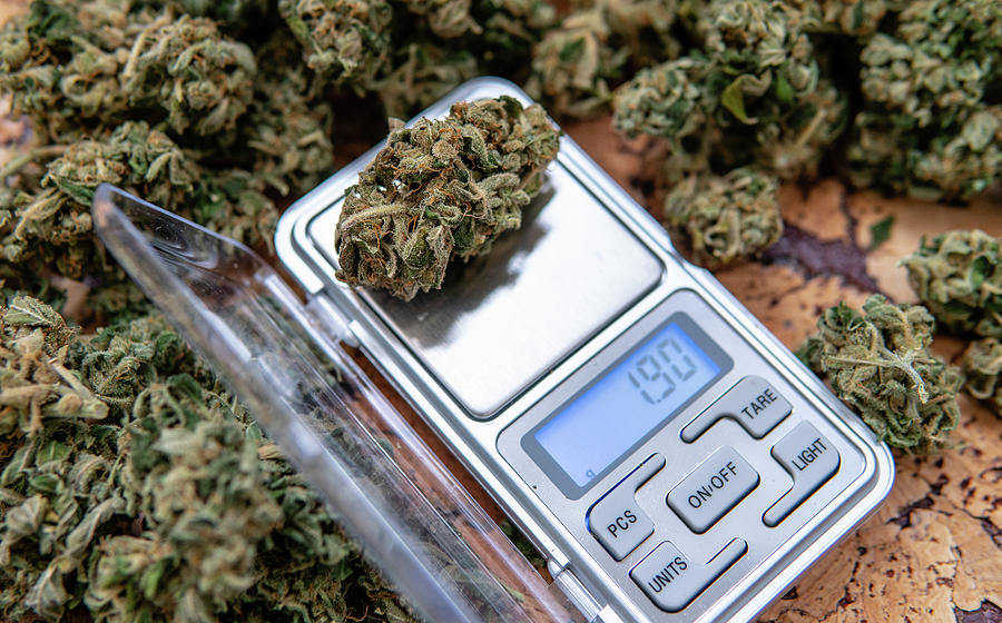 Weighing Marijuana Buds On A Scale. Fresh Cannabis Harvest Photograph ...