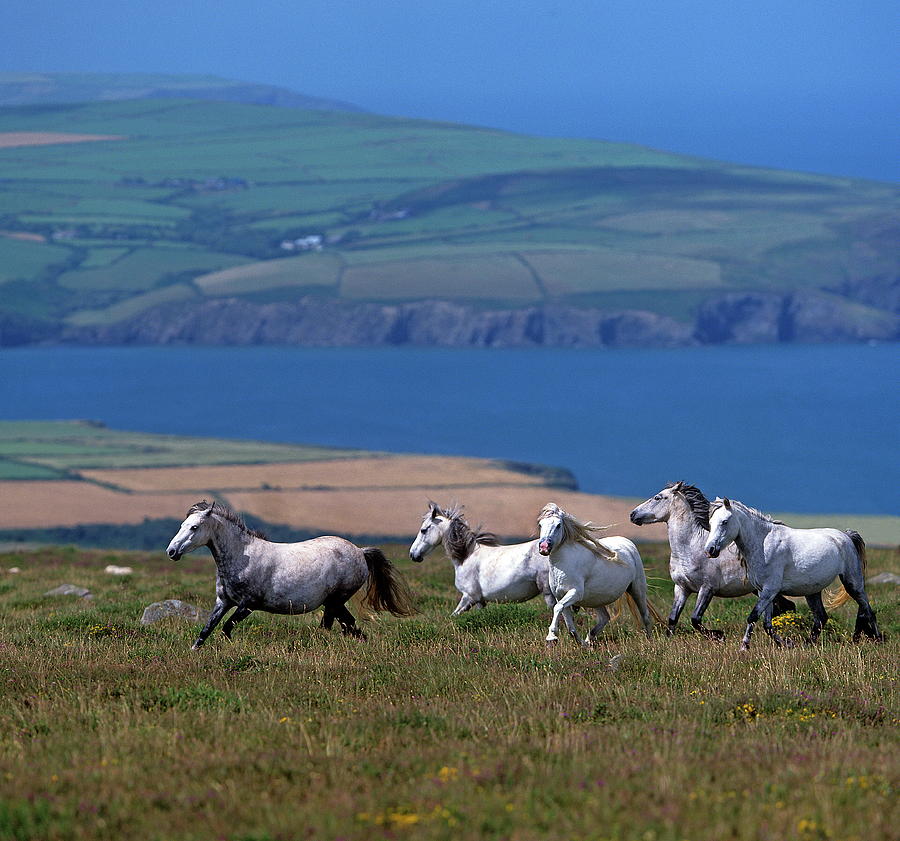 Welsh Mountain Ponies, Wales #1 Digital Art by Robert Maier