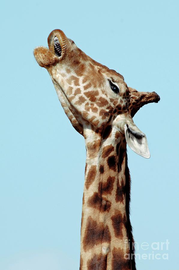 West African Giraffe #1 Photograph by Chris Hellier/science Photo Library
