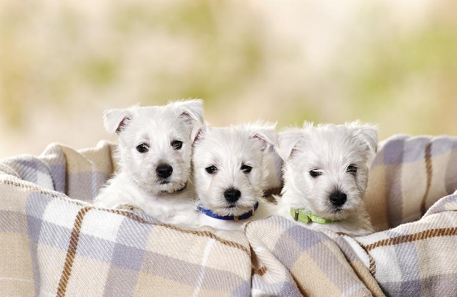 West Highland White Terriers #1 Digital Art by Oliver Giel