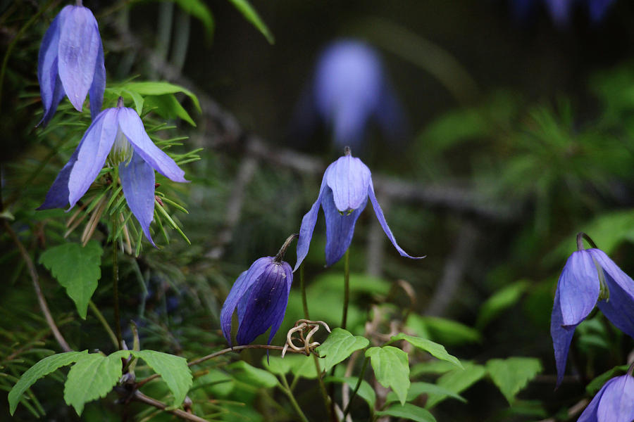 Wildflower Photograph - Western Blue Virgins Bower by Whispering Peaks Photography Wildflower Photograph - Western Blue Virgins Bower by Whispering Peaks Photography