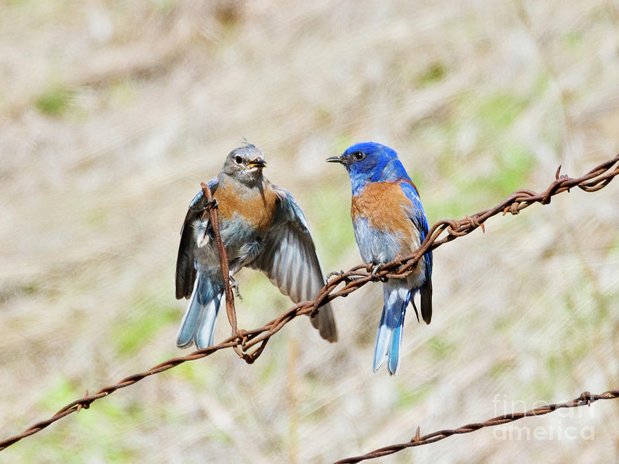 Western Bluebird Flirting Photograph by Michael Dawson