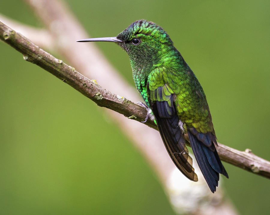 Western Emerald Jardin Botanico del Quindio Calarca Colombia #1 Photograph by Adam Rainoff