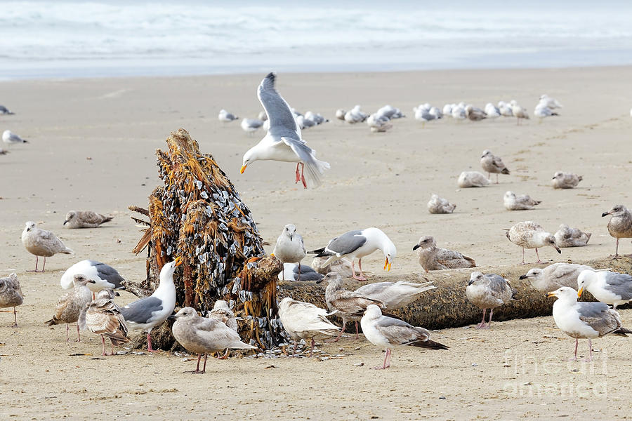 Western gulls eat Gooseneck barnacles Photograph by Robert C Paulson Jr