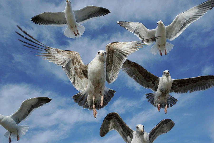 Western Gulls Flying Overhead #1 Photograph by Hiroya Minakuchi