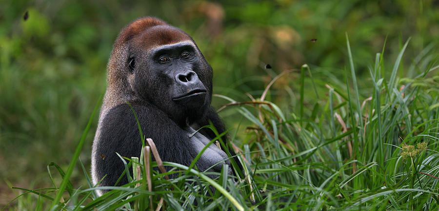 Western Lowland Gorilla Male Silverback #1 Photograph by Anup Shah