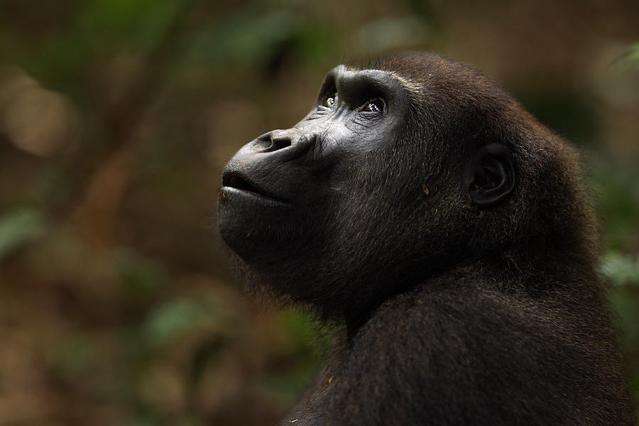 Western Lowland Gorilla Sub-adult #1 Photograph by Anup Shah