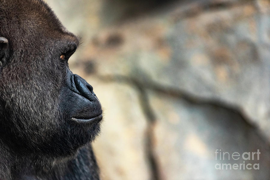 Western male gorilla sitting, Gorilla gorilla gorilla, in a zoo. #1 Photograph by Joaquin Corbalan