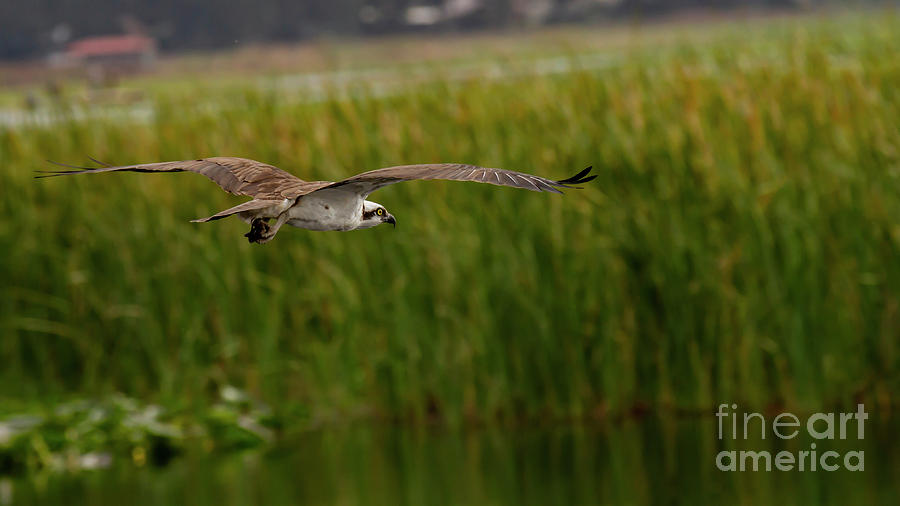 Western Osprey by Blair Howell Western Osprey by Blair Howell