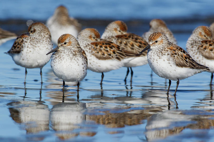 Sandpiper Photograph - Western Sandpipers, Resting #1 by Ken Archer