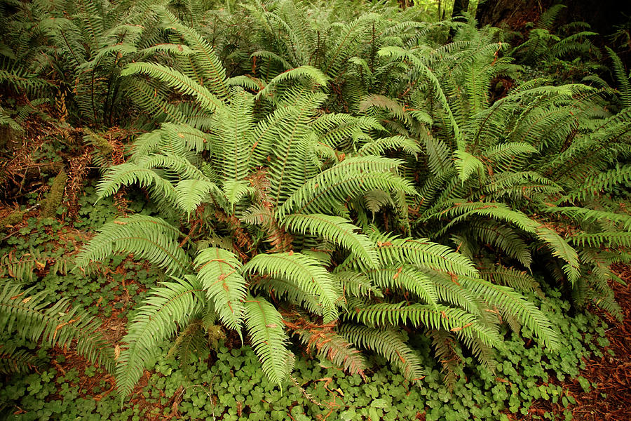 Western Sword ferns in the undergrowth of redwood forest #1 Photograph by Steve Estvanik