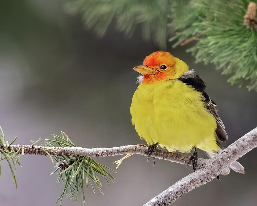 Western Tanager #1 Photograph by Dawn Key