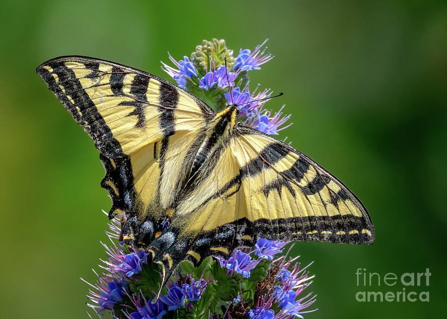 Butterfly Photograph - Western Tiger Swallowtail  #1 by Carl Jackson