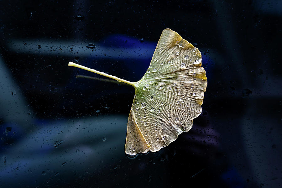 Wet Leaf on Car Window #1 Photograph by Robert Ullmann