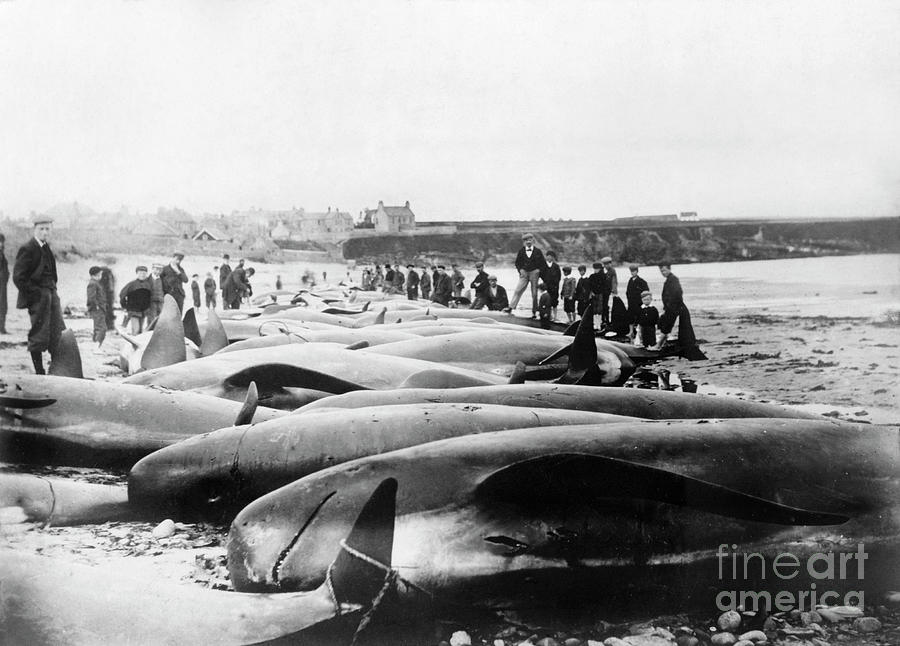 Whale Hunting Photograph by Library Of Congress/science Photo Library