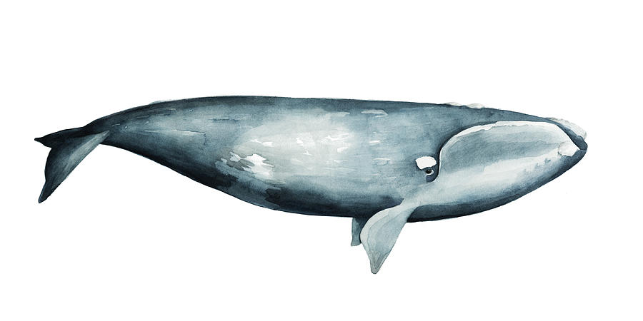 Whale Portrait IIi #1 Painting by Grace Popp