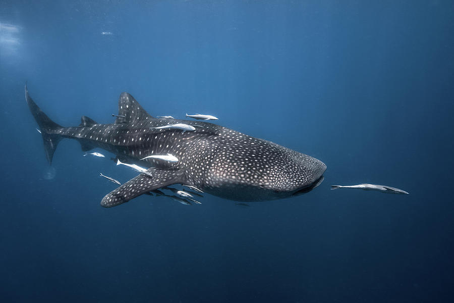Whale Shark #1 Photograph by Barathieu Gabriel