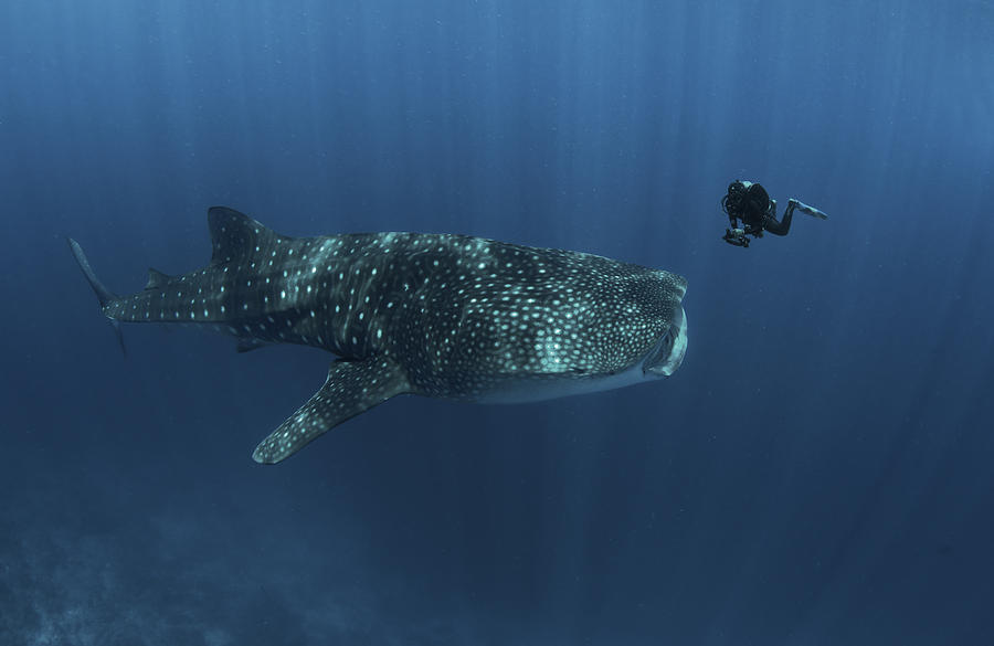 Whale Shark #1 Photograph by Dmitriy Yevtushyk
