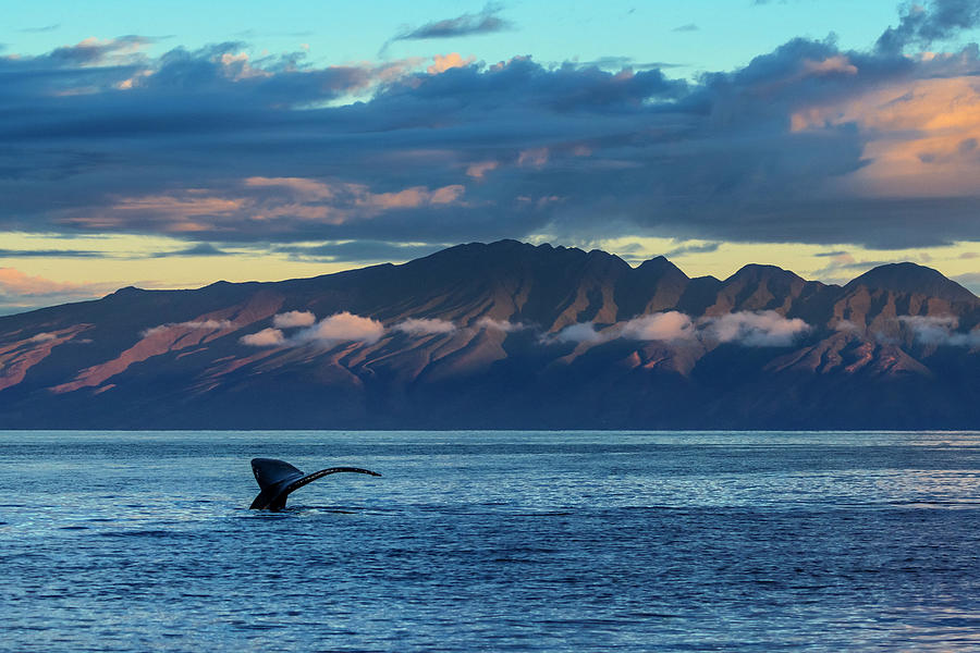 Whale Tale, Humpback Whale (megaptera #1 Photograph by Ralph Lee Hopkins