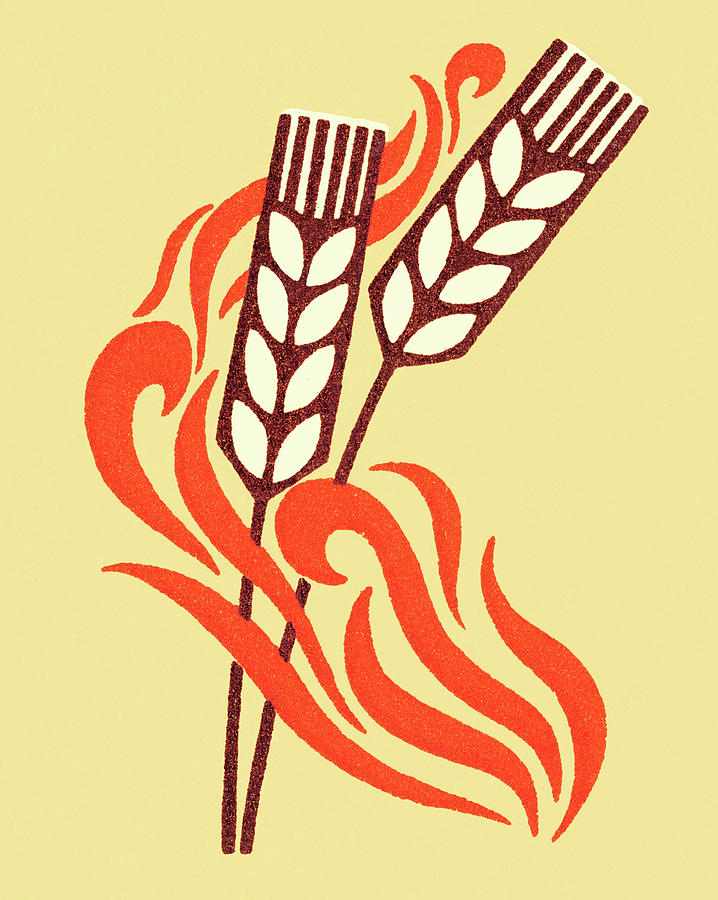 Vintage Drawing - Wheat #1 by CSA Images