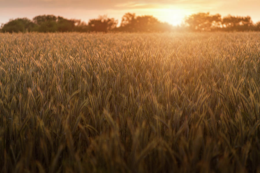 Wheat Field During Sunrise #1 Photograph by Bjorn Holland