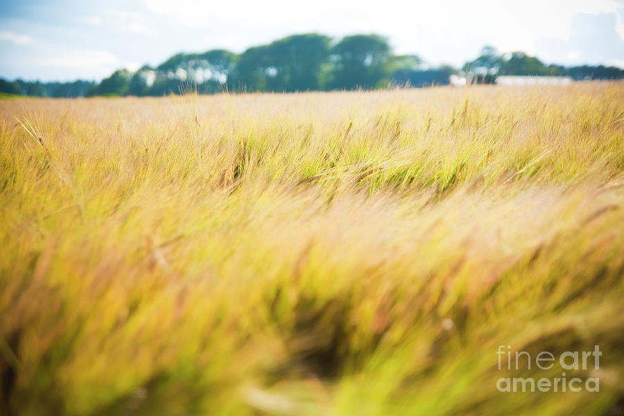 Wheat field. Ears of golden wheat close up in a rural scenery under Shining Sunlight. Background of ripening ears of wheat field. #1 Photograph by Joaquin Corbalan
