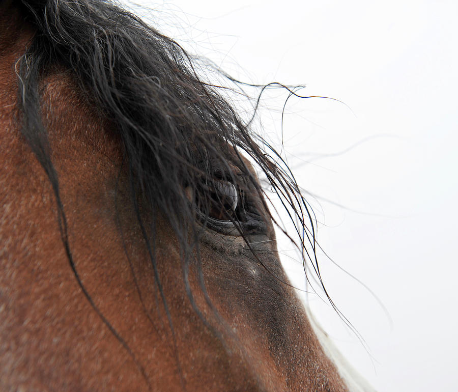 Horse Eye Photograph - Whips Eye #1 by Amanda Smith