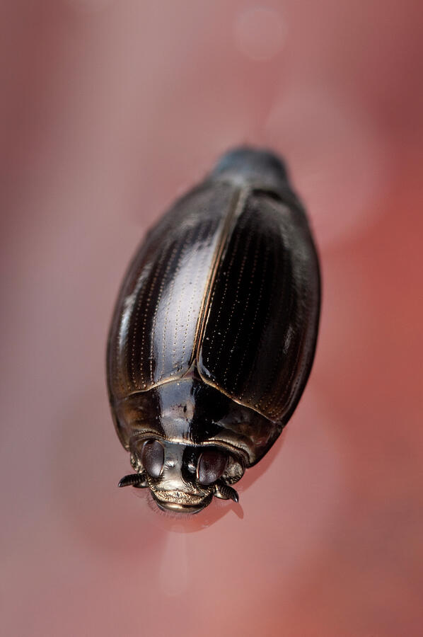 Whirligig Beetle Swimming On The Water Surface, Europe #1 Photograph by ...