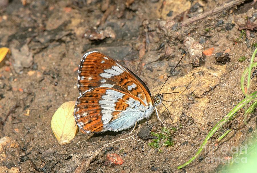 White Admiral Butterfly #1 Photograph by Bob Gibbons/science Photo Library