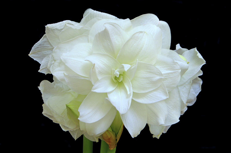 White Amaryllis #2 Photograph by Terence Davis