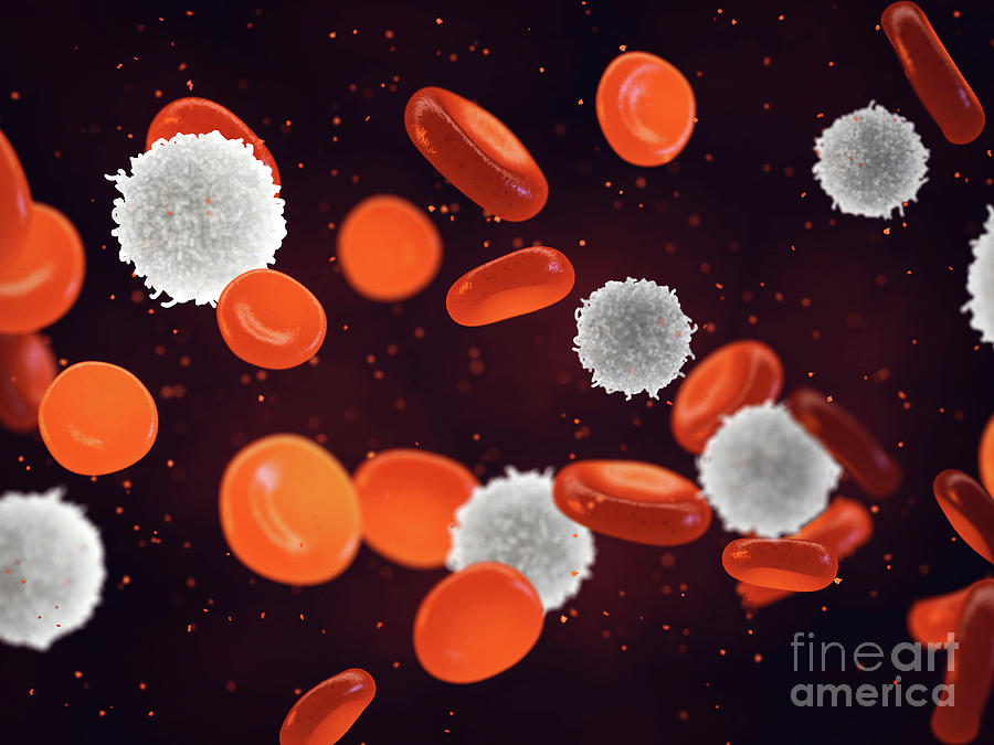 White And Red Blood Cells #1 Photograph by Nobeastsofierce/science Photo Library