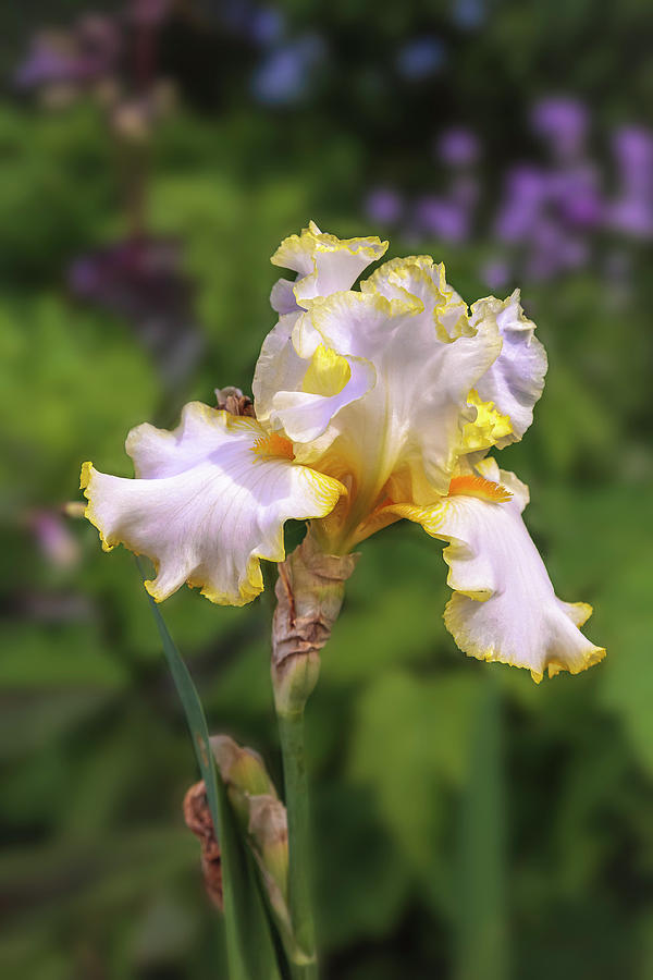White and Yellow Iris #1 Photograph by Mark Mille