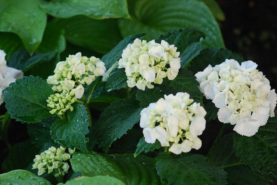 White Annabelle Hydrangeas #1 Photograph by Ee Photography