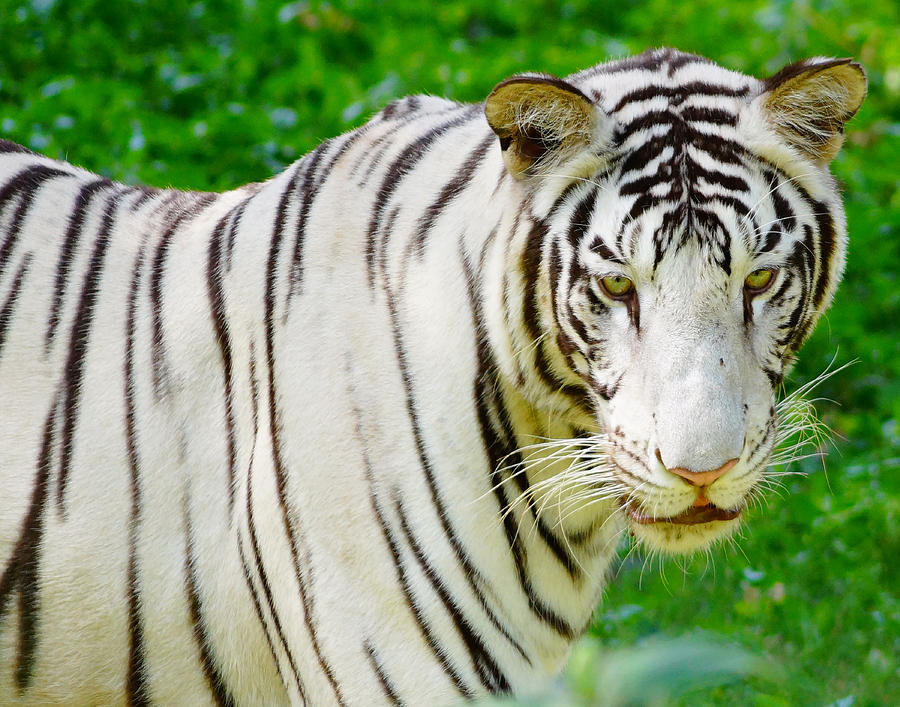 White Bengal Tiger Photograph by Dave Byrne - Fine Art America