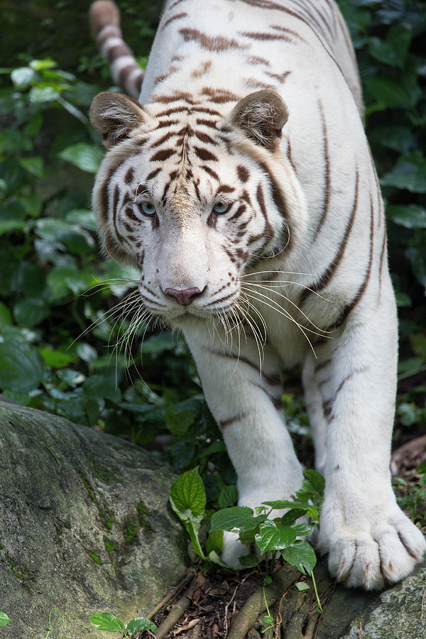 White Bengal Tiger #1 Photograph by Suzi Eszterhas