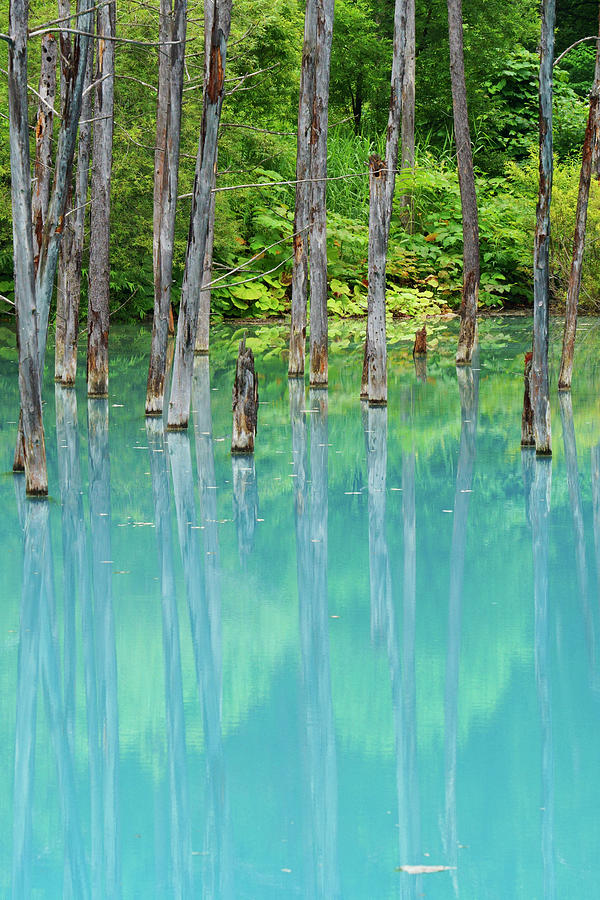 White Birches In Blue Pond #1 Photograph by Hiroya Minakuchi