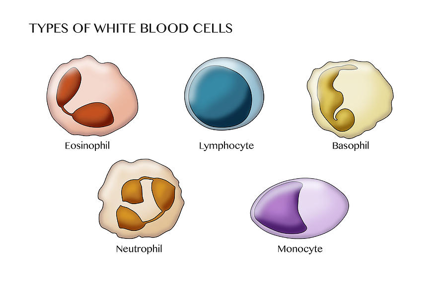 White Blood Cell Types, Illustration #1 Photograph by Monica Schroeder