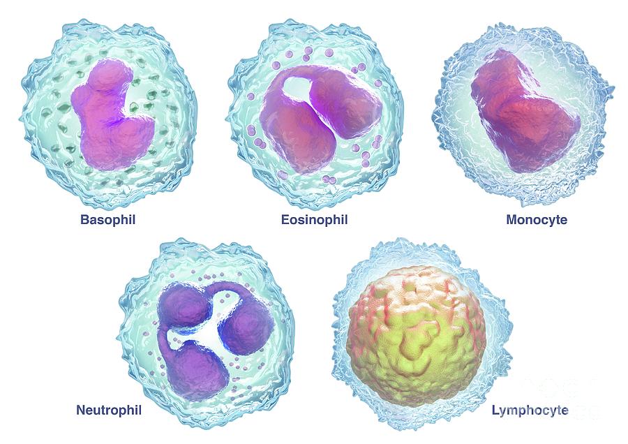 White Blood Cells Photograph by Maurizio De Angelis/science Photo ...