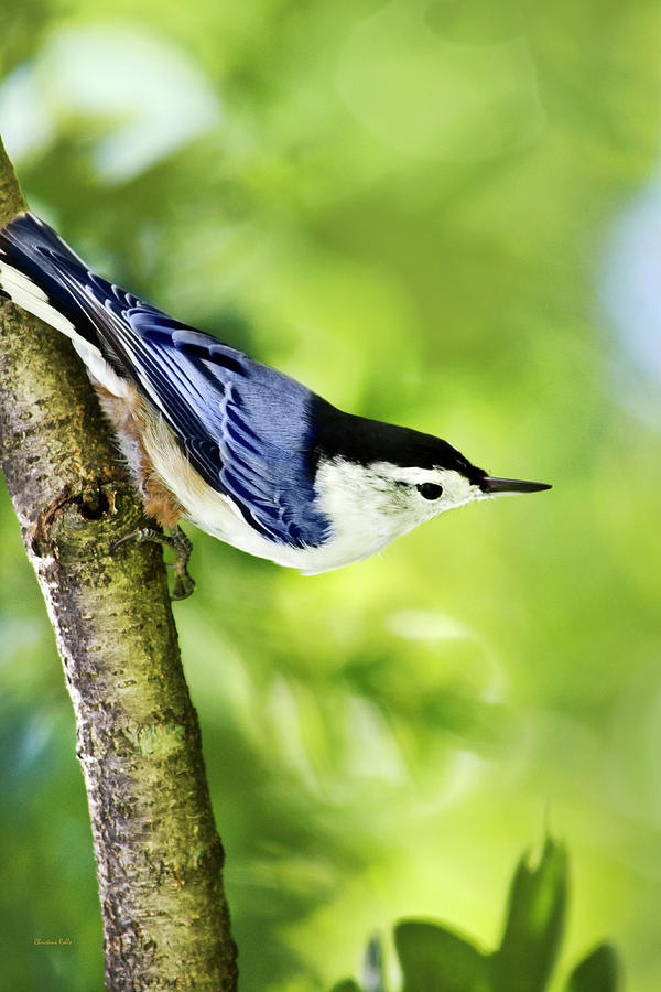 Blue Gray Nuthatch Photograph by Christina Rollo