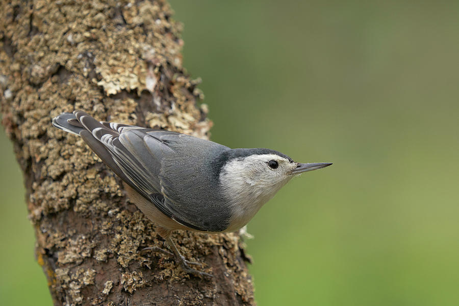 Birds Photograph - White-breasted Nuthatch by Doug Herr Birds Photograph - White-breasted Nuthatch by Doug Herr